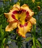 King of the Ages Daylily flower close up