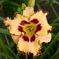 Rainbow Rhythm® King of the Ages Daylily Flower Close Up