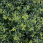 Soft Touch Compact Holly Leaves and Foliage