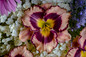 Rainbow Rhythm® Sound of My Heart Daylily in Flower Bouquet