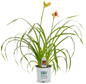 Rainbow Rhythm® Sound of My Heart Daylily in Proven Winners Pot