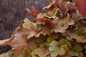 Dolce® Toffee Tart Coral Bells Red Leaves close up
