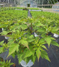 Summerific® Candy Crush Hibiscus in pot