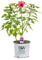 Summerific® Candy Crush Hibiscus in Proven Winners Pot
