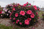 Summerific® Evening Rose Hibiscus Bush Flowering
