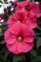 Summerific® Evening Rose Hibiscus Blooms Close Up