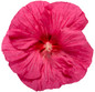 Summerific® Evening Rose Hibiscus flower petals