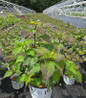 Summerific® Spinderella Rose Mallow in pot