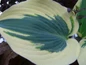 Hosta Blue Ivory foliage close up