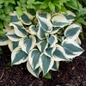 Blue Ivory Hosta Plant in the shade garden