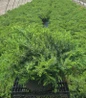 Blue Pacific Juniper in nursery planting