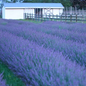 Phenomenal™ Lavender Growing in the Field