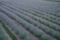 Rows of Phenomenal Lavender in the field