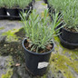 Lavandula Phenomenal in #1 pot