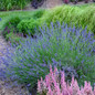 Phenomenal Lavender Plant Blooming