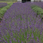Phenomenal Lavender Mass Planted Garden Border