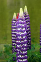 Westcountry™ Blacksmith Lupine Flowers Close Up