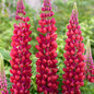 Westcountry™ Red Rum Lupine Blooms Close Up