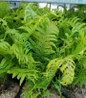 Ostrich Fern fresh green fronds