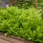 Ostrich Fern Plants in the Shade Garden