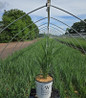 Prairie Winds® Totem Pole Switch Grass in number 2 pot