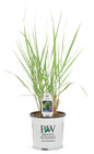 Prairie Winds® Totem Pole Switch Grass in Proven Winners Pot