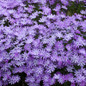 Bedazzled Lavender Phlox Flowers Close Up