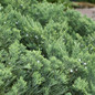 Parsoni Juniper  leaves and blooms