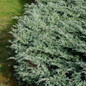 Parsoni Juniper  growing in the sunlight