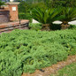 Parsoni Juniper growing in the front yard