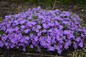 Young Mountainside Crater Lake Phlox Plant Covered in Blooms