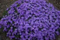 Mountainside Crater Lake Phlox Plant Flowering