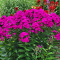 Luminary Ultraviolet Phlox