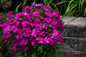 Luminary Ultraviolet Phlox Flowers and Foliage