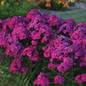 Luminary Ultraviolet Phlox Plant Blooming