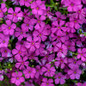 Mountainside Majestic Magenta Phlox Flowers Close Up