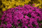 Mountainside Majestic Magenta Phlox Flowers and Foliage