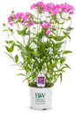 Opening Act Ultrapink Phlox in Proven Winners Pot