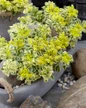 Atlantis Sedum in stone planter