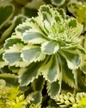 Atlantis Sedum flowers close-up