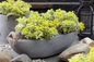Atlantis Sedum patio container display
