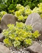 Atlantis Sedum among garden rocks