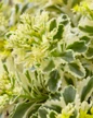 Atlantis Sedum foliage close-up