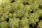 Atlantis Sedum variegated foliage