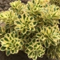 Atlantis Stonecrop Sedum Succulent Plant