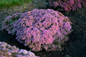 Rock 'N Round Pride and Joy Stonecrop Sedum at sunset