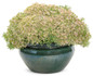 Rock 'N Round Pride and Joy Stonecrop Sedum in Decorative Patio Flower Pot