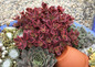 Sunsparkler Wildfire Sedum in succulent display