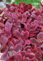 Young Sunsparkler Wildfire Sedum plug