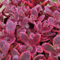 Sunsparkler® Wildfire Stonecrop Sedum Fleshy Leaves Foliage